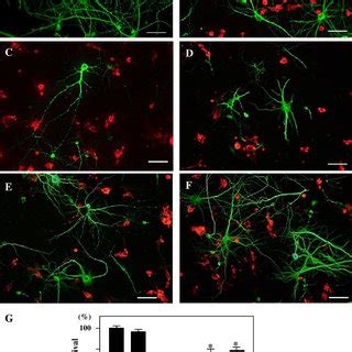 Expression Of Tnf And Il By Activated Microglia Following Ifn