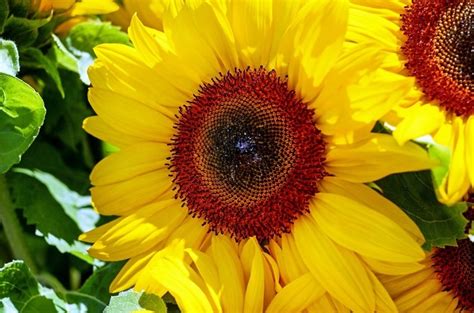 Foto Gratis Foglia Natura Estate Flora Girasole Fiore Petalo Pianta