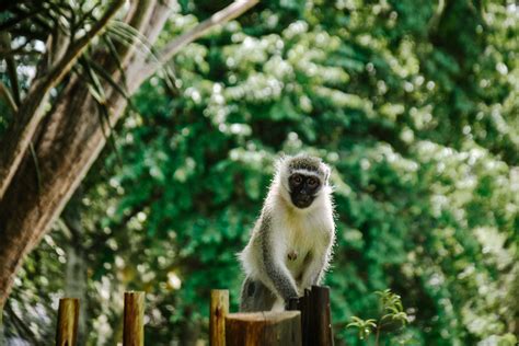 Protea Hotel Kruger Gate | Safari Lodge | The Married Wanderers