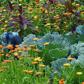 Tips AH moestuintje Makkelijke Moestuin Tips voor nóg meer opbrengst