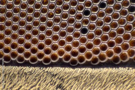 Extreme magnification - Fly compound eye at microscope Stock Photo ...