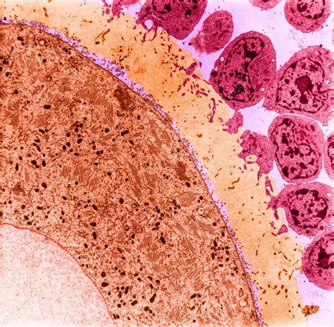 Oocyte And Cumulus Cells Tem Stock Image C Science Photo