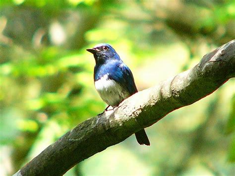 Blue And White Flycatcher Arudhio Flickr