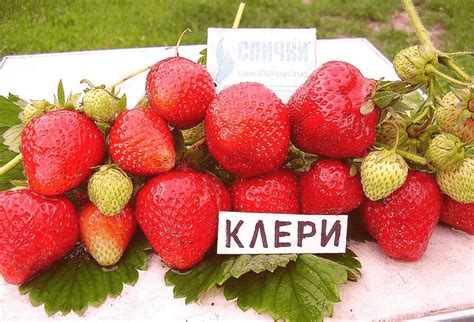 Клубника Клери - описание сорта, фото, отзывы садоводов