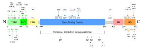 TP53 Mutations in Esophageal Squamous Cell Carcinoma