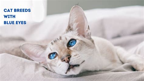 11 Cat Breeds With Blue Eyes