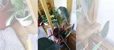 Филодендрон Роджо Конго купить в Брянске | Товары для дома и дачи | Авито