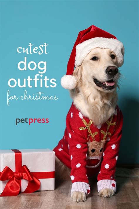 20+ Best Dog Christmas Costumes this Christmas Season | Christmas dog ...