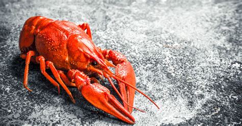 Hummer | EAT SMARTER