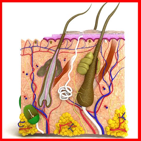 Hair Follicle Anatomy | lupon.gov.ph