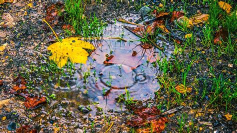 Light Rain On Puddle 8 Hours Of Relaxing Rain Sounds Under Umbrella