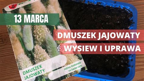 Marzec W Ogrodzie Niska Trawa Ozdobna Dmuszek Jajowaty Wysiew