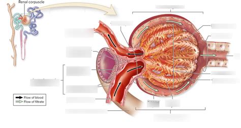 Renal Corpuscle Diagram Quizlet