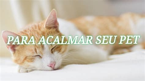 M Sicas Relaxantes Para Acalmar Seu Gato Youtube