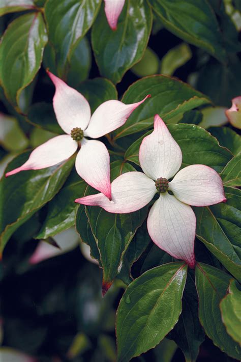 Are There Dwarf Dogwood Trees