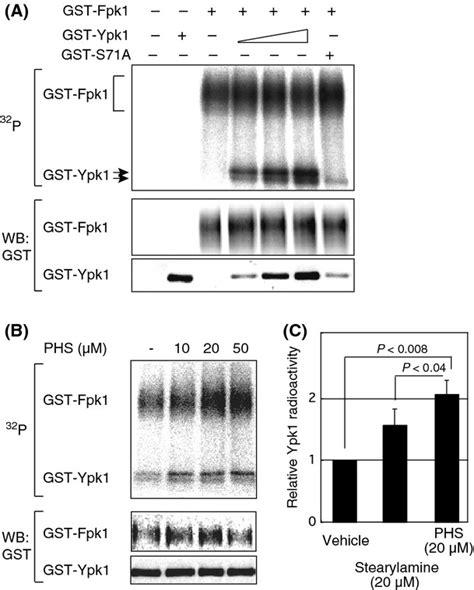 In Vitro Assay Of Fpk1 Kinase Activity Toward Ypk1 A The In Vitro