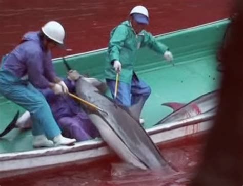 Por Ahora Se Logró Frenar La Matanza De Delfines En Japón ~