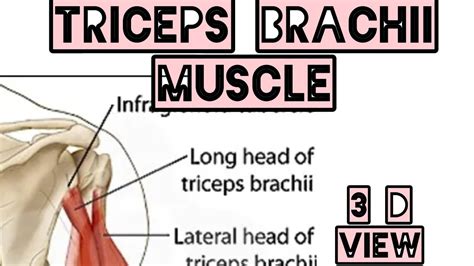 Triceps Brachii Muscle D View Origin Insertion Anatomy Doctor