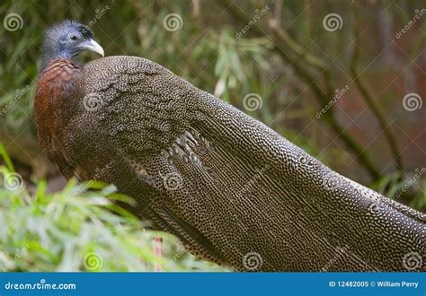 Malayan Great Argus Pheasant Stock Image Image Of Feather Feathers