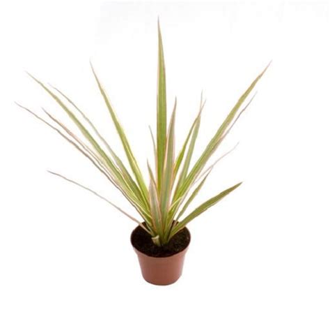 Dracaena Marginata Bicolor — Plant Wholesale Floraccess