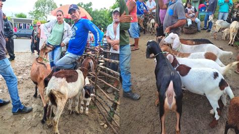 Feira Do Bode De Camarada Cumaru Pernambuco Youtube