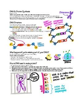 Dna Structure And Function Study Guide Worksheet Answers Study Poster