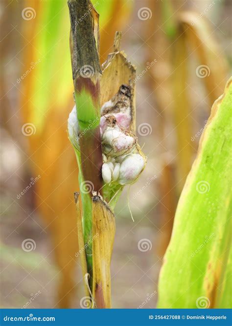 Ustilago Sporangia in Leaves Stock Photo - Image of delicacy, flower