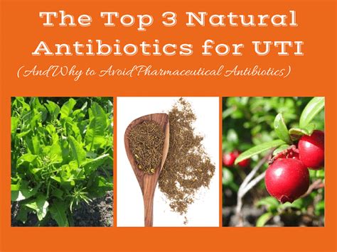 The 3 Most Powerful Natural Antibiotics for a UTI