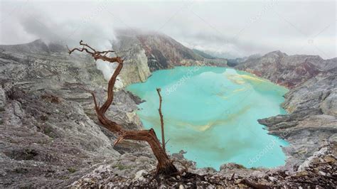 Rbol Seco En El Fondo Del Volc N Ijen Lago De Cido Sulf Rico