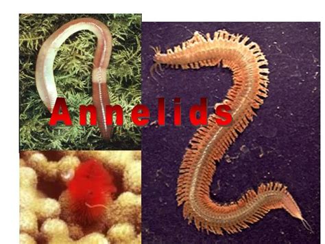 PPT - Annelids PowerPoint Presentation, free download - ID:6750508