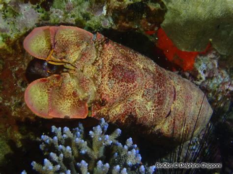 Cigale grenue - Scyllarides squammosus | BioObs