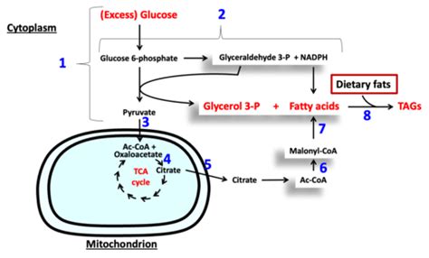 Fatty Acid And Triacylglycerol Synthesis Flashcards Quizlet