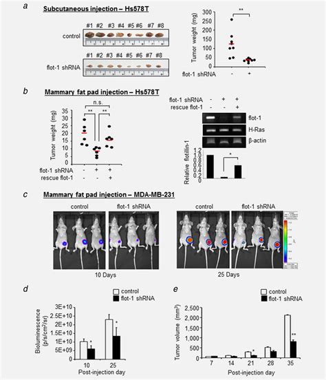 A Novel Role For Flotillin In Hrasregulated Breast Cancer