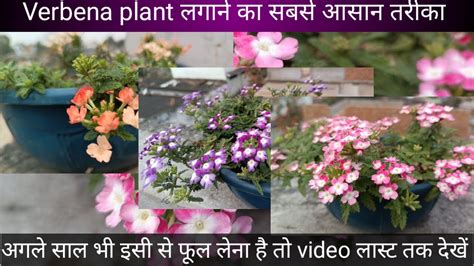 How To Grow Verbena Flower Plant Verbena Caring Tips And Save For Nex Year Verbena Youtube