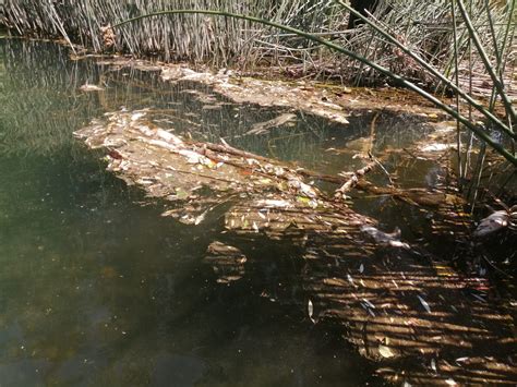 Preocupaci N Entre Los Pescadores De Pinares Por La Mortandad De Peces