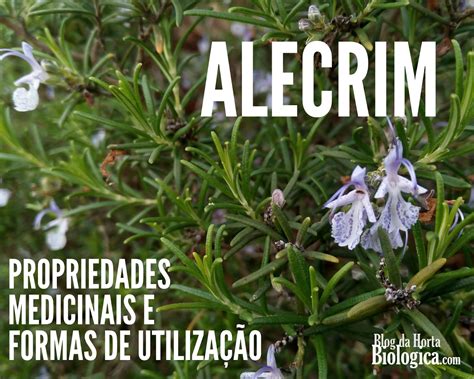 Alecrim Propriedades Medicinais E Formas De Utiliza O