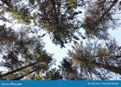 The Tops Of Evergreen Trees Against The Sky Stock Photo Image Of