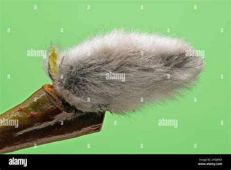 Pussy Willow Catkin Pussy Willows Catkins Stock Photo Alamy