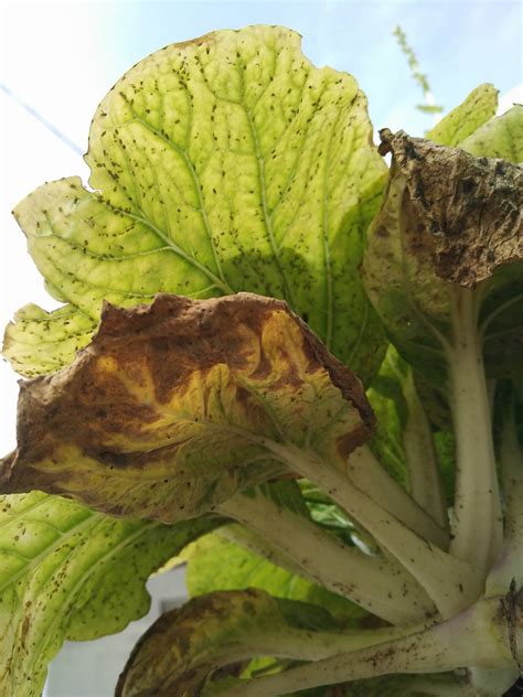 Control aphids with Ladybird - myth or truth | Malaysia