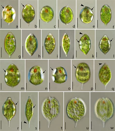 Molecular And Morphological Delimitation Of Species In The Group Of Lepocinclis Ovum‐like Taxa