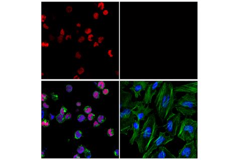 GATA 1 D52H6 XP Rabbit MAb Alexa Fluor 647 Conjugate Cell