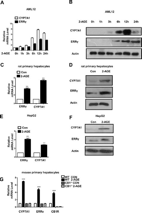 Figure 1 from Orphan nuclear receptor oestrogen related receptor γ