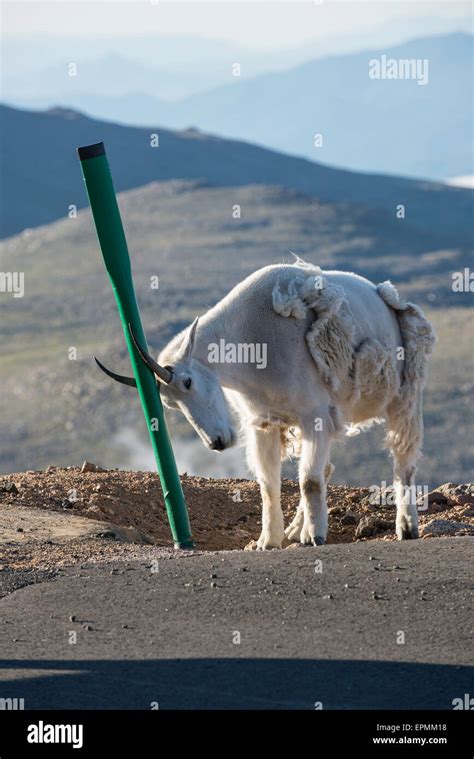 Mountain Goat (Oreamnos americanus) Adult rubbing horns on road marker ...