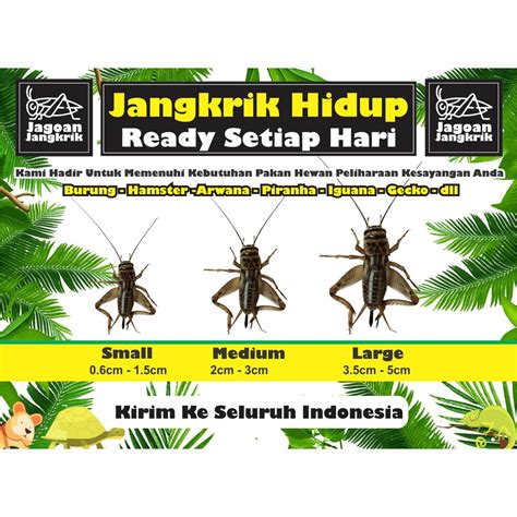 Jual JANGKRIK HIDUP Pakan Burung Reptil Piranha Gecko Iguana