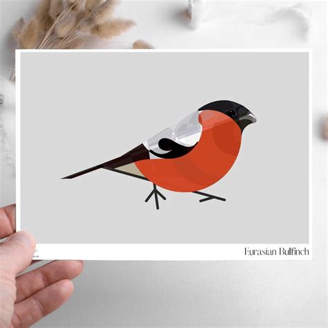 Bullfinch Bird Prints Bird Wall Art Illustration Uk Bird Art Etsy