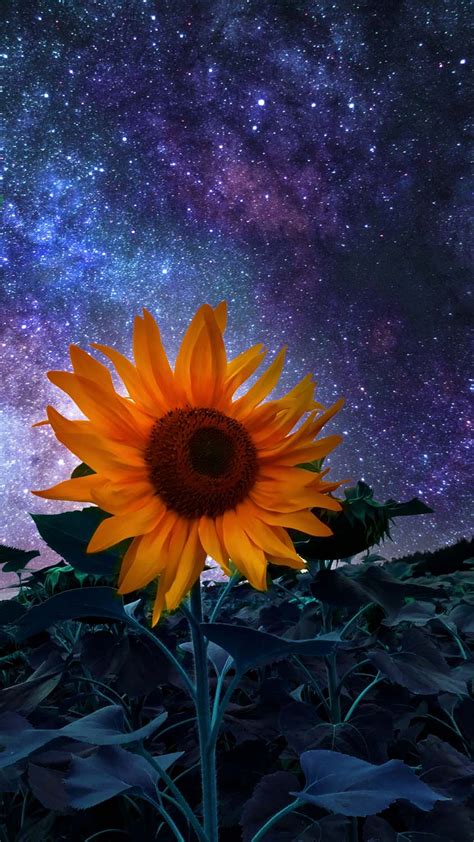 Sunflower IPhone Wallpaper HD - IPhone Wallpapers : iPhone Wallpapers ...