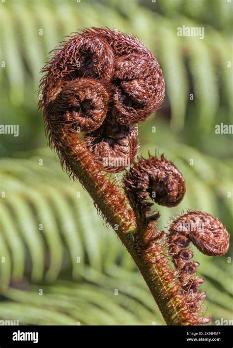 Primer Plano De Un Koru La Hoja De Un Ponga El Helecho De Plata De