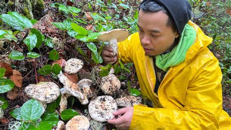 Pine Mushrooms Matsutake Picking Another Great Day YouTube