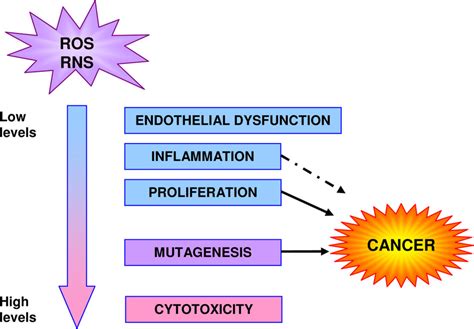 Biologic Effects Of Reactive Oxygen Species Ros And Reactive Nitrogen