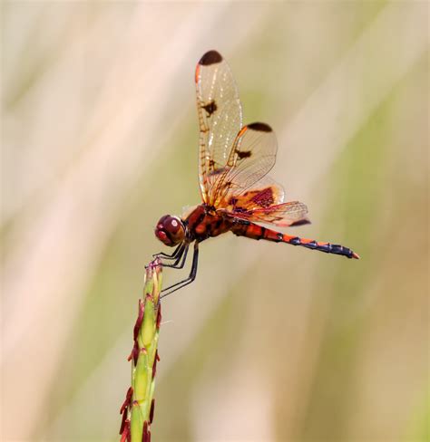 Male Calico Pennant dragonfly | Mike Powell
